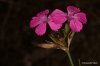 Dianthus Carthusian0Rum
